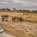 Herd of elephants grazing on the African savanna, seen from a safari vehicle
